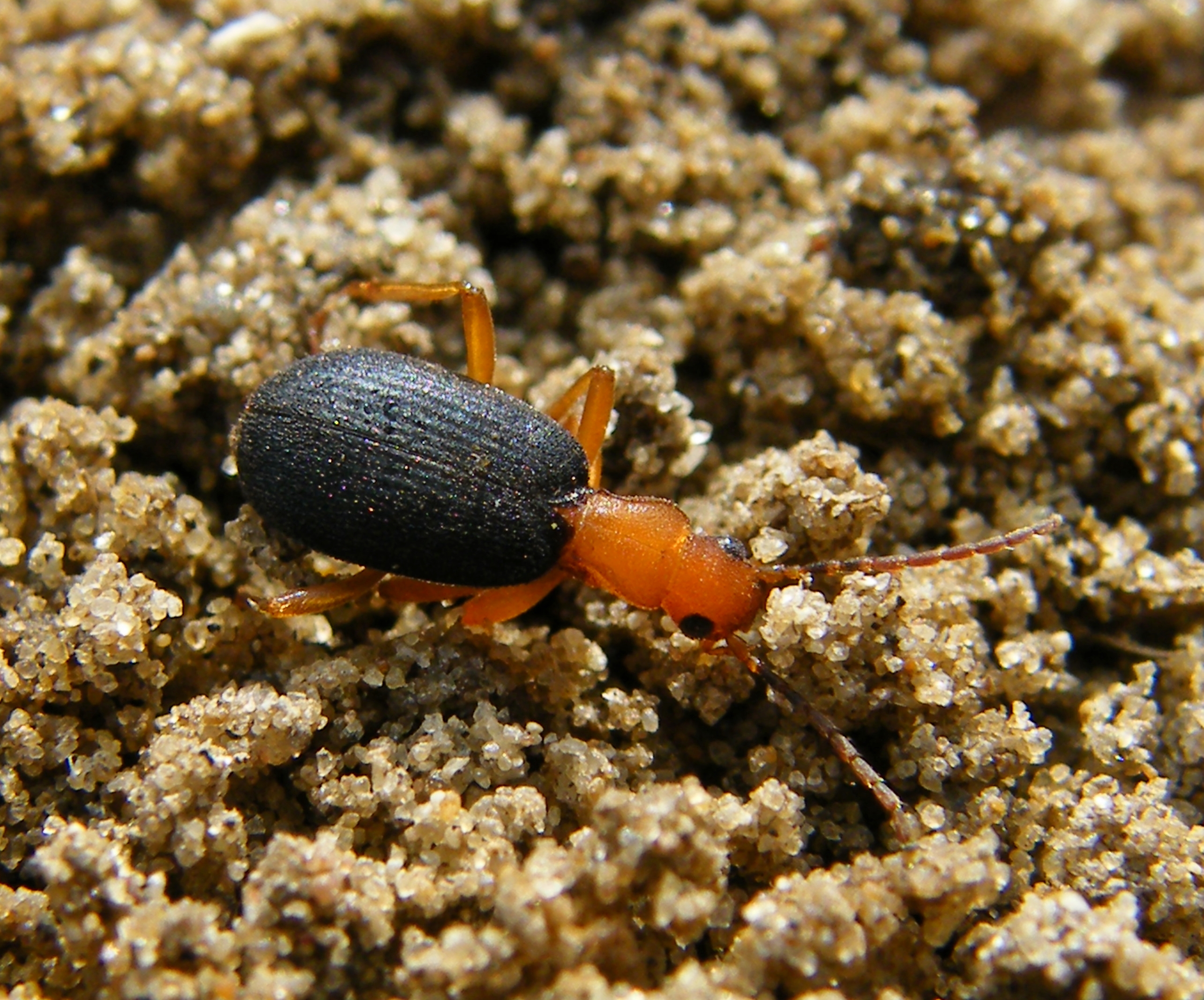 Brachinus crepitans - nagy pöfögőfutrinka
