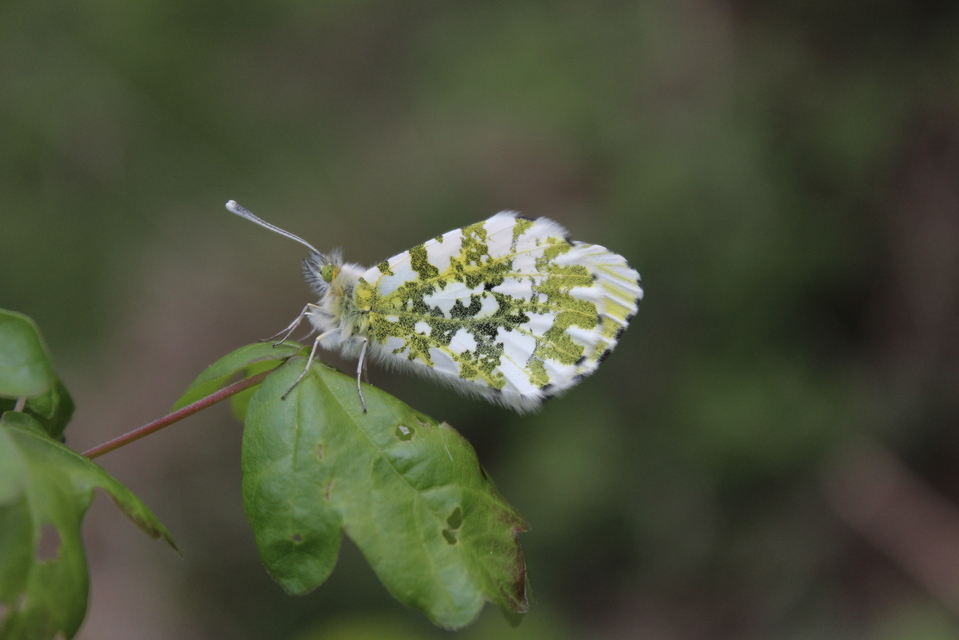 Anthocharis cardamines - hajnalpírlepke