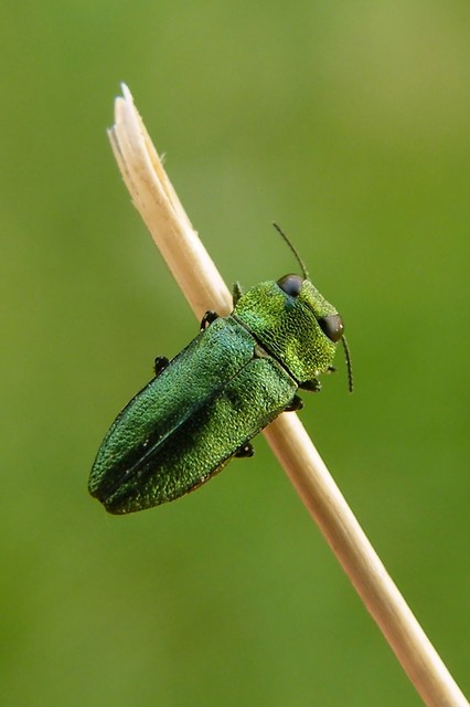 Anthaxia nitidula - ragyogó virágdíszbogár