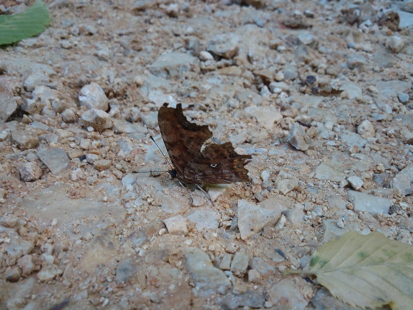 Nymphalis c-album - C-betűs lepke