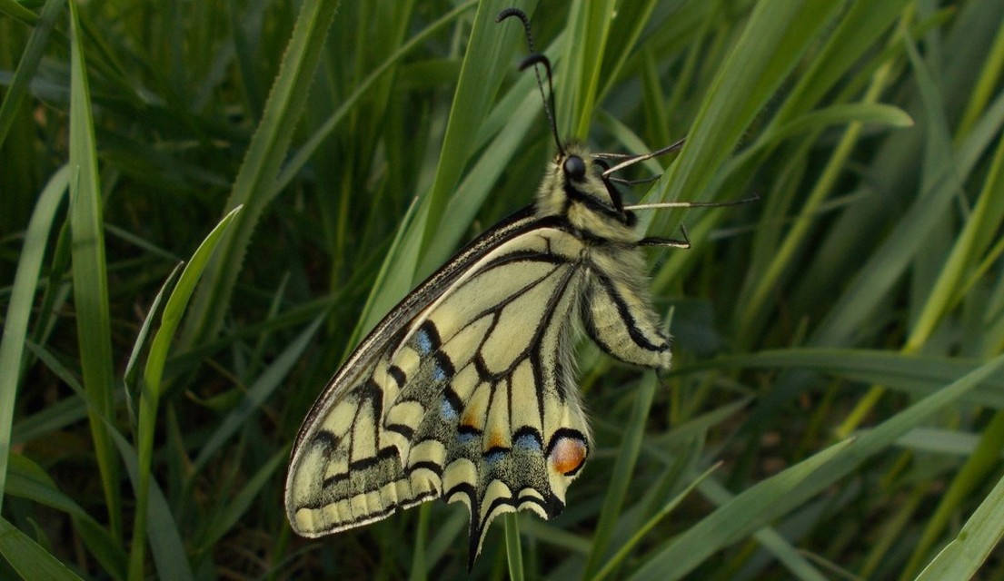 Papilio machaon - fecskefarkú lepke