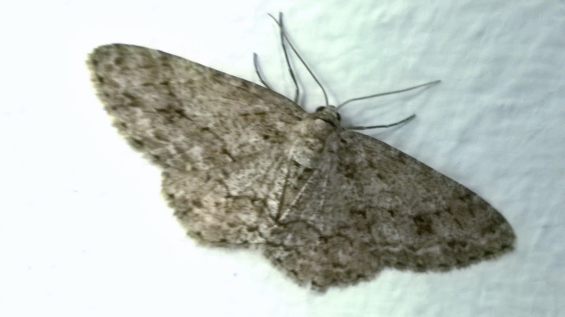 Ectropis crepuscularia - avararaszoló