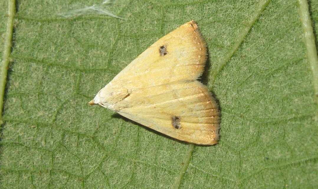 Rivula sericealis - selymes lórombagoly