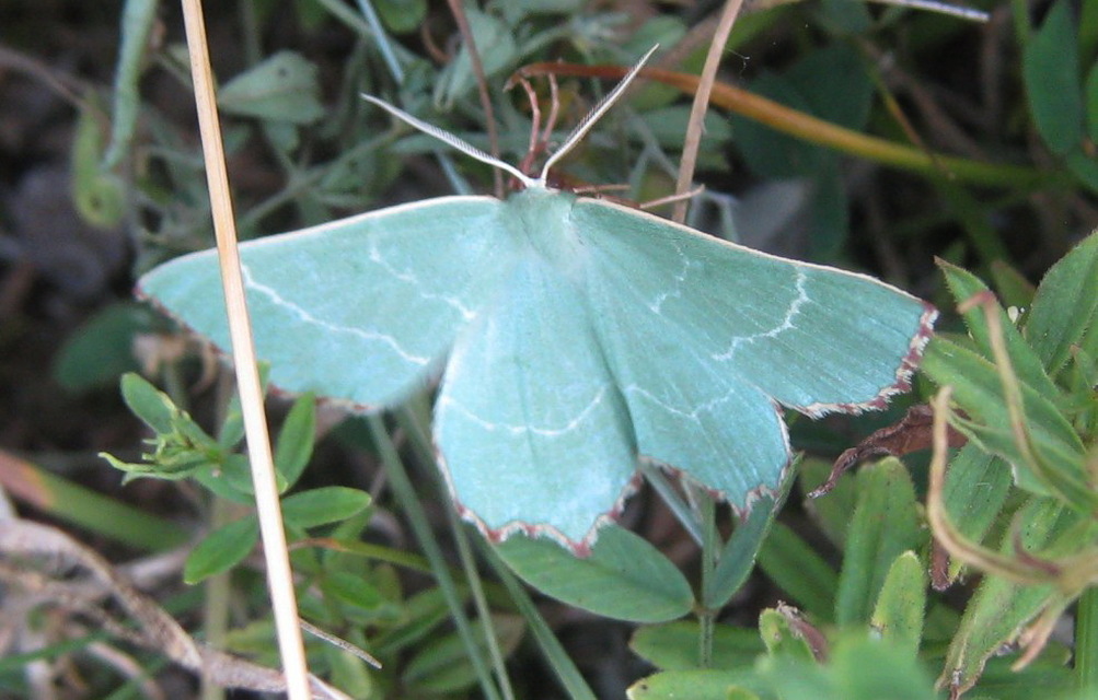 Thalera fimbrialis - csipkésszélű zöldaraszoló