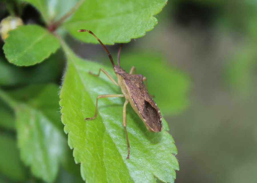 Gonocerus acuteangulatus - aranypetés karimáspoloska