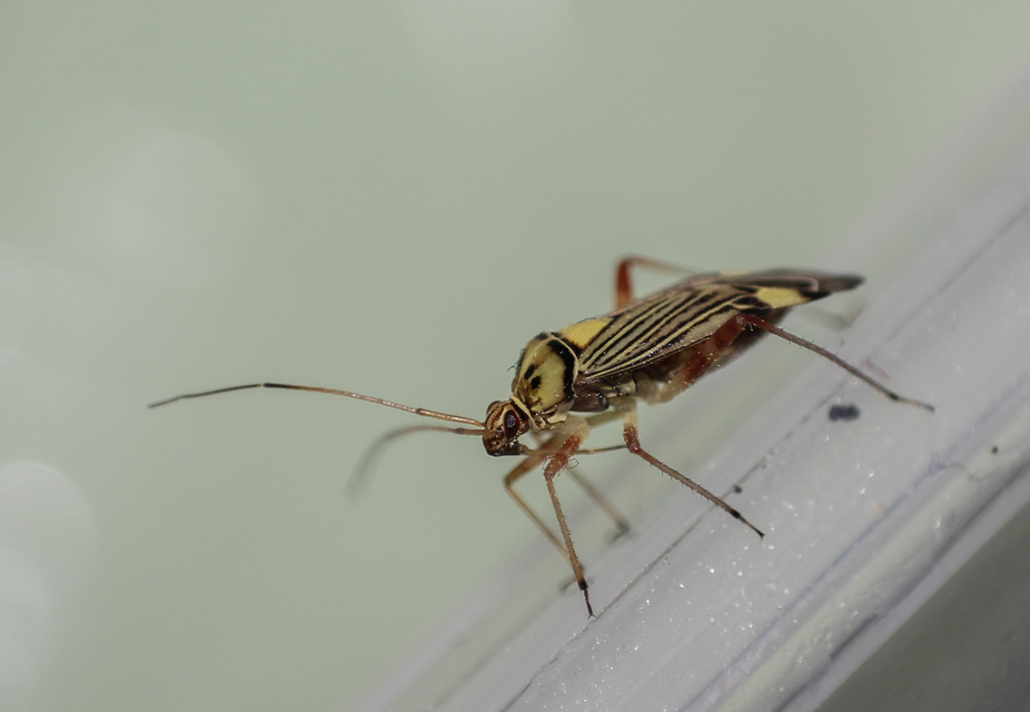 Rhabdomiris striatellus - zebra-mezeipoloska