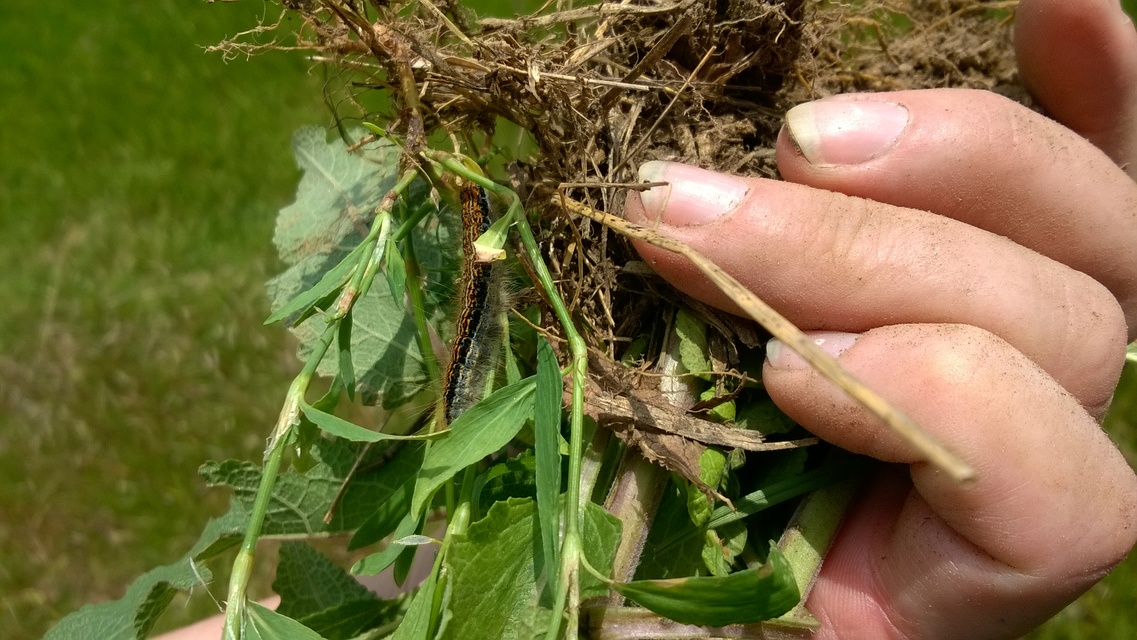 Malacosoma castrensis - kutyatejszövő