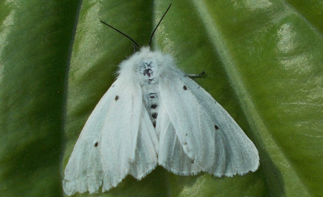 Diaphora mendica - felemás medvelepke