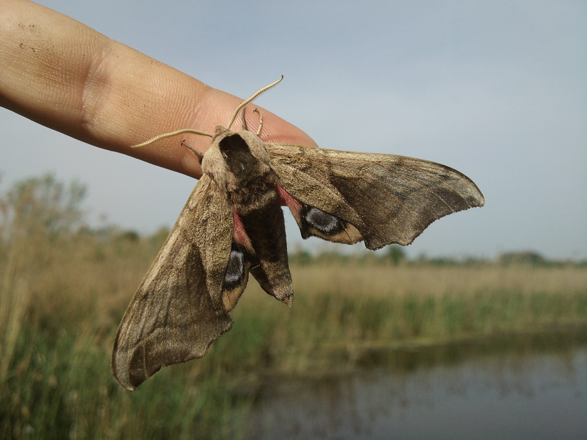 Smerinthus ocellatus - esti pávaszem