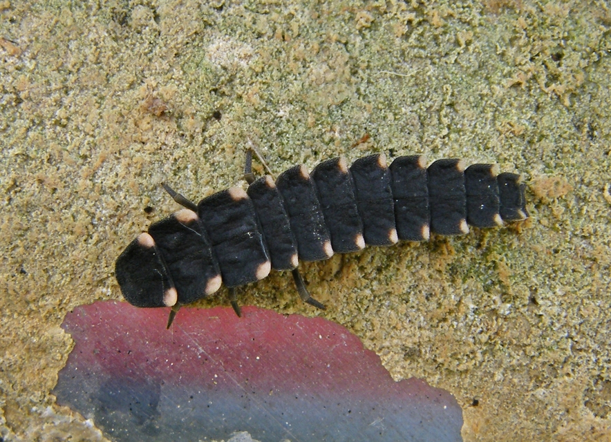 Lampyris noctiluca - nagy szentjánosbogár