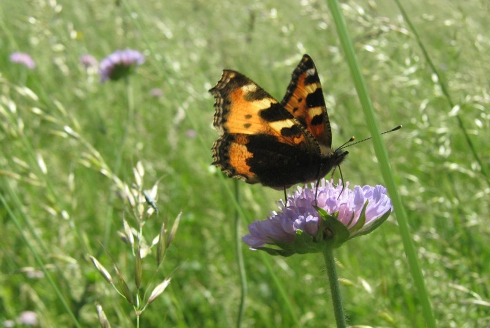 Nymphalis urticae - kis rókalepke