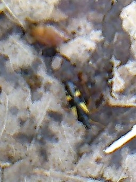 Dryophilocoris flavoquadrimaculatus - sárgafoltos mezeipoloska