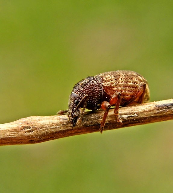 Otiorhynchus raucus - molyhos gyalogormányos