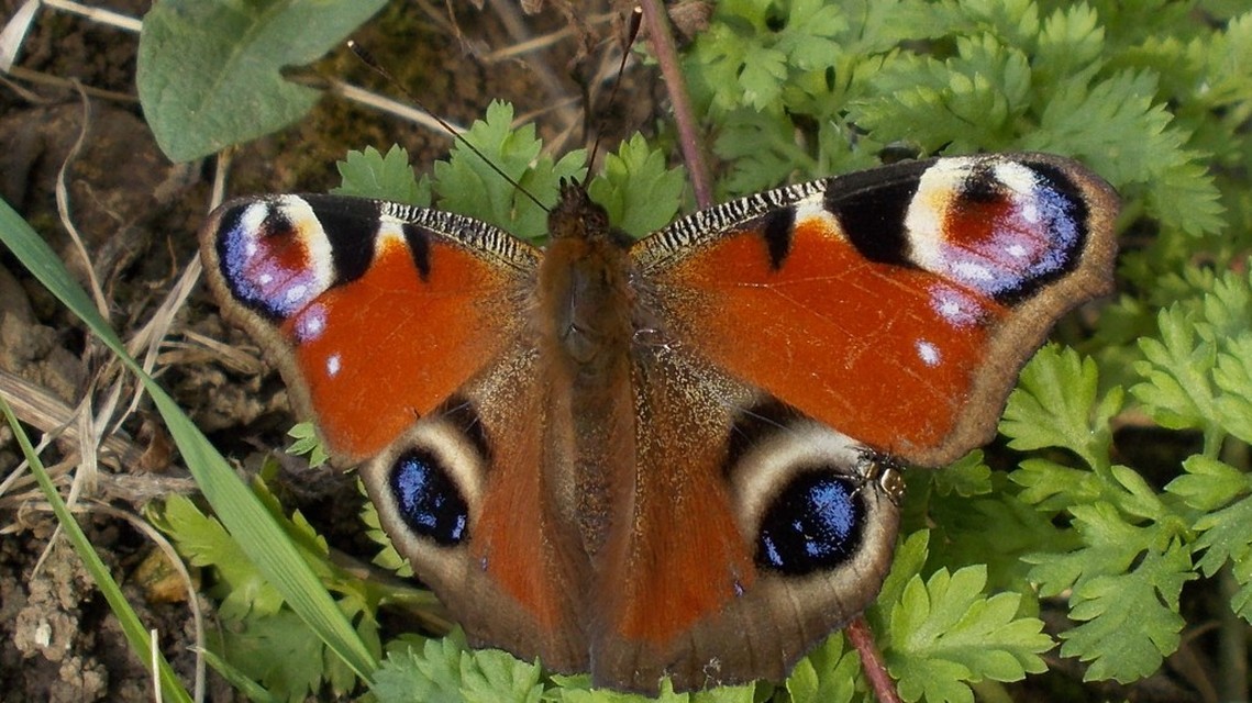 Nymphalis io - nappali pávaszem