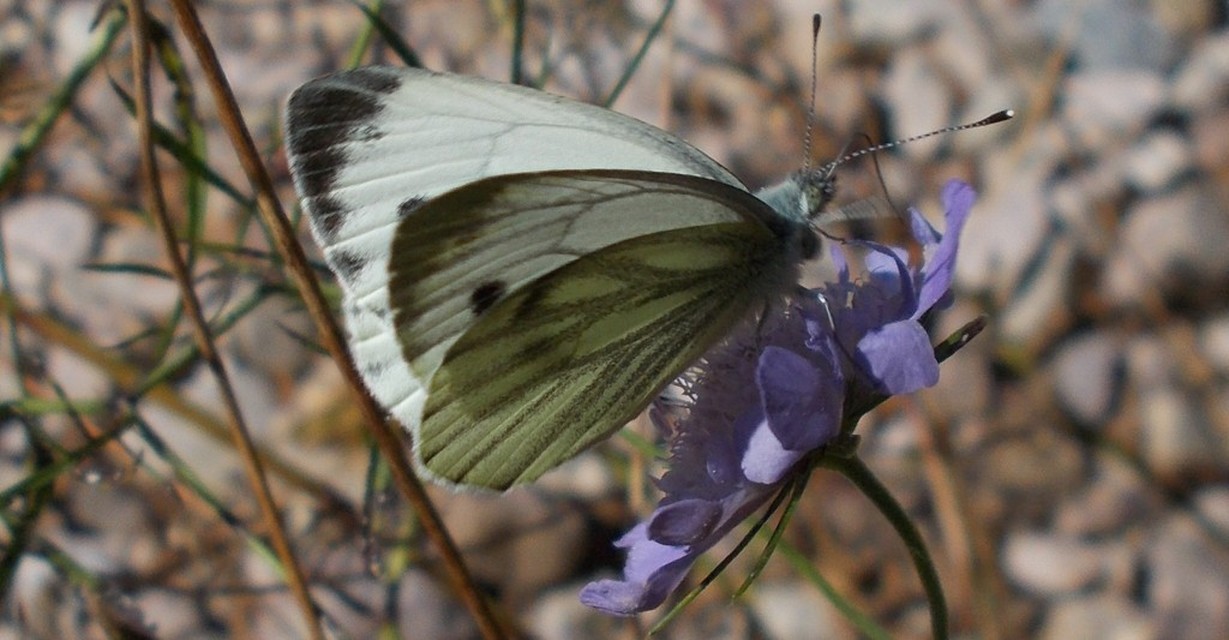 Pieris napi - repcelepke