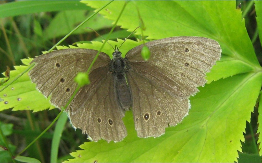 Aphantopus hyperanthus - közönséges ökörszemlepke