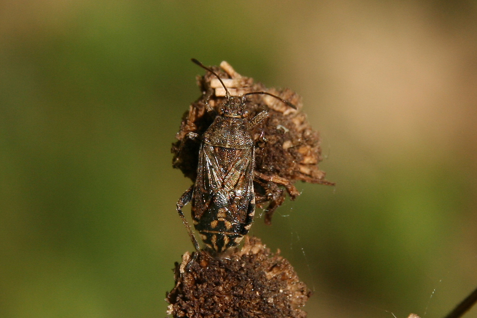 Rhopalidae - üvegpoloskák