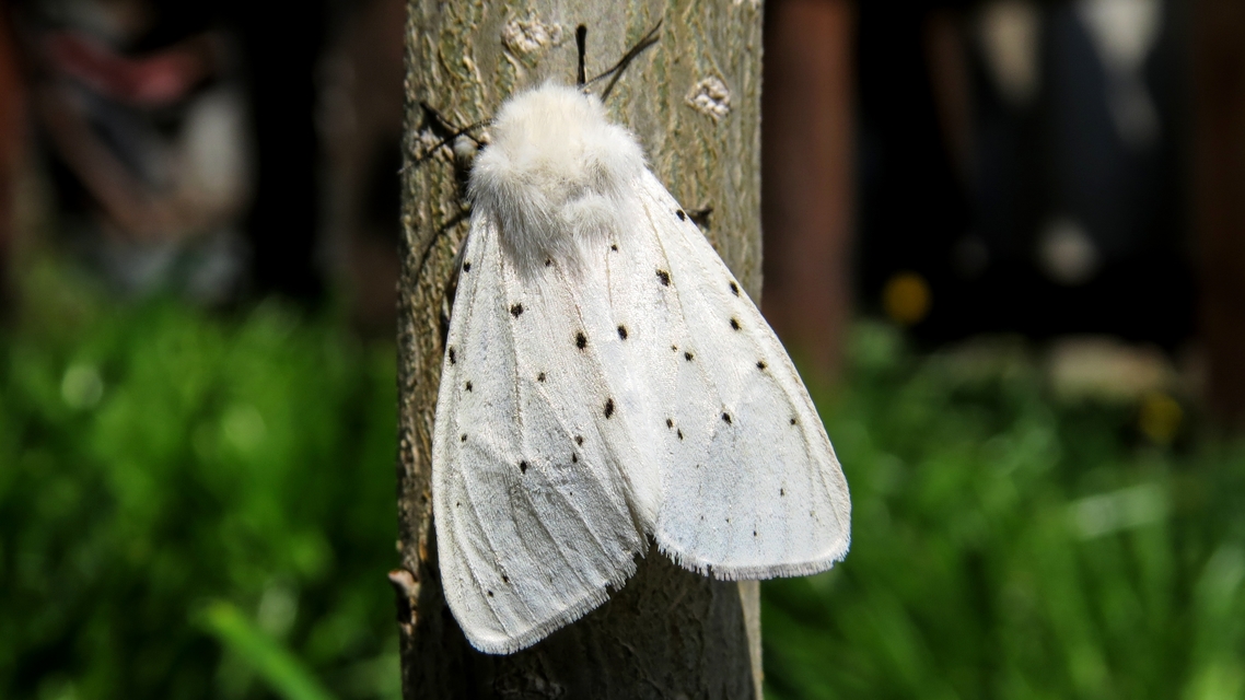 Spilosoma lubricipedum - tejszínű medvelepke