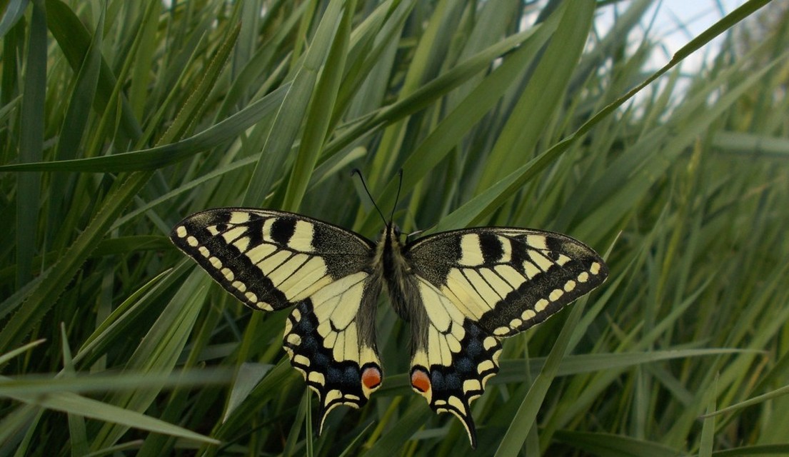 Papilio machaon - fecskefarkú lepke