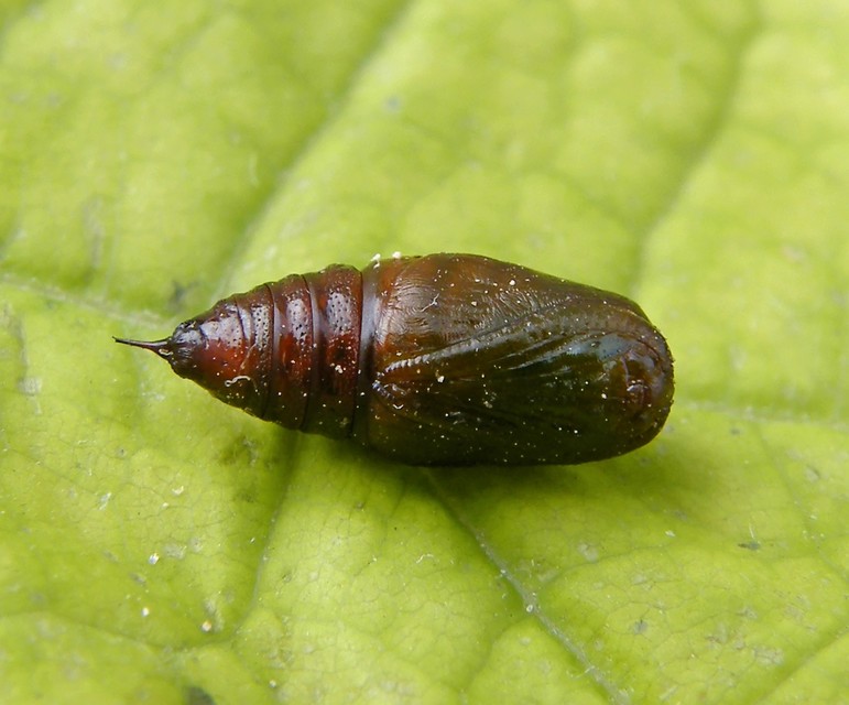 Ematurga atomaria - barna rétiaraszoló