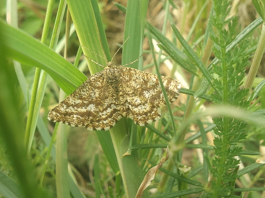 Ematurga atomaria - barna rétiaraszoló
