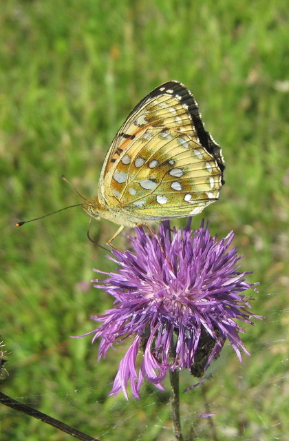Argynnis aglaja - kerekfoltú gyöngyházlepke