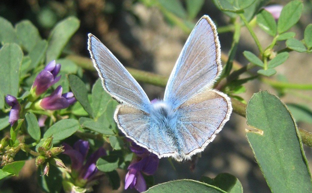 Polyommatus icarus - közönséges boglárka