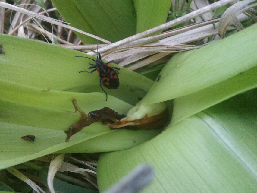 Spilostethus saxatilis - virágbodobács