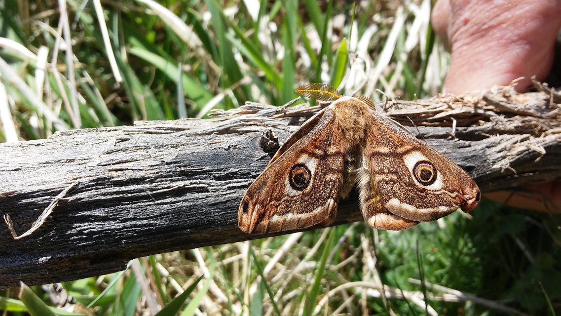 Saturnia pavoniella/pavonia