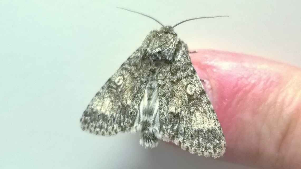 Acronicta megacephala - nagyfejű szigonyosbagoly