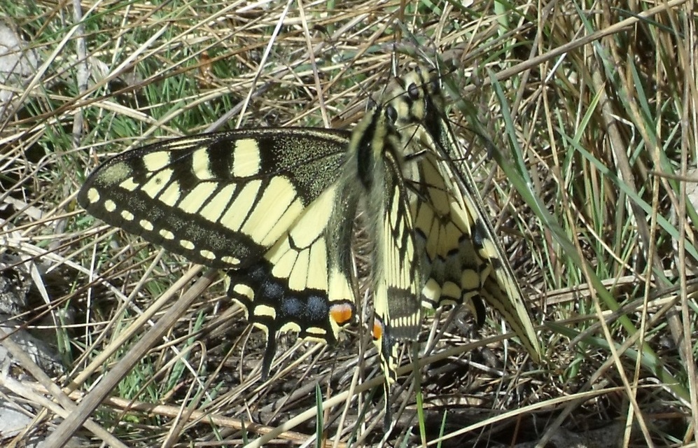 Papilio machaon - fecskefarkú lepke