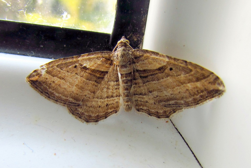 Costaconvexa polygrammata - soksávú araszoló
