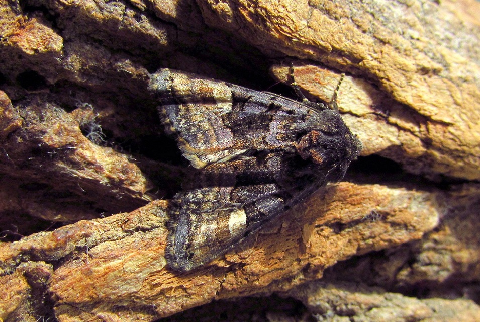 Euplexia lucipara - szeder-csipkésbagoly