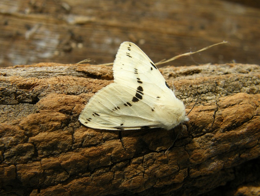 Spilarctia lutea - sárgás medvelepke