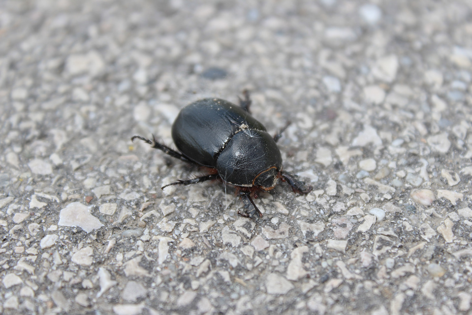 Pentodon idiota - butabogár