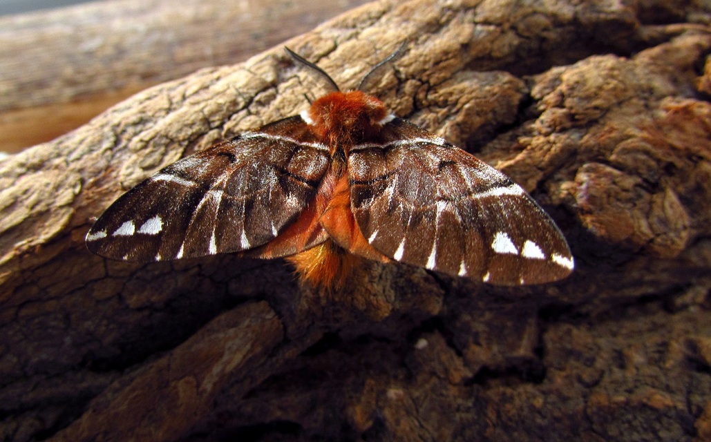 Endromis versicolora - tarkaszövő
