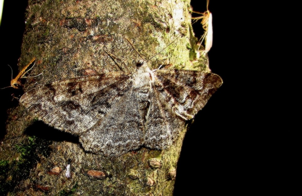 Alcis repandata - foltos faaraszoló