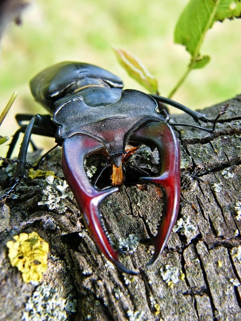 Lucanus cervus - nagy szarvasbogár