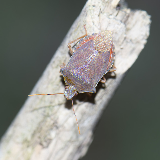 Arma custos/insperata Arma custos/insperata