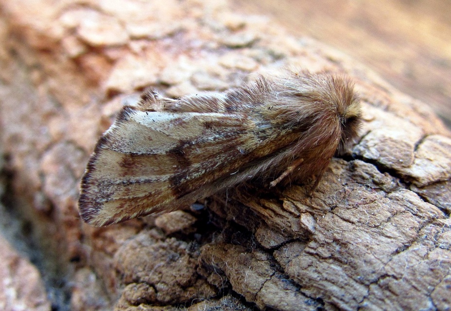 Ptilophora plumigera - tollas púposszövő