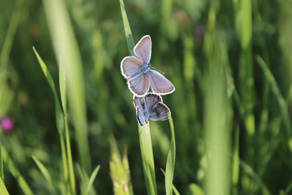 Plebejus argus - ezüstös boglárka