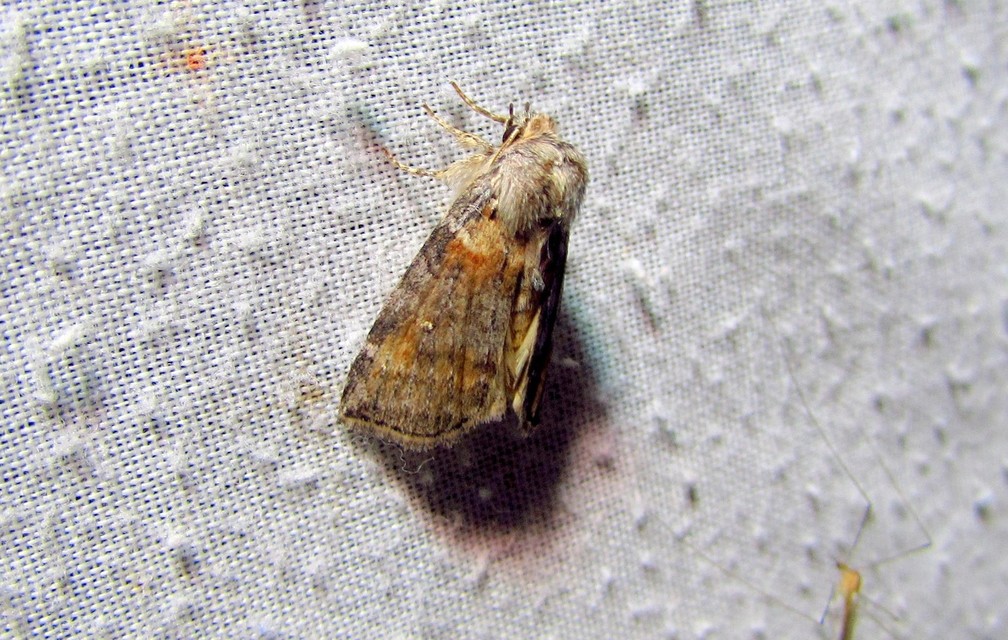 Cymatophorima diluta - őszi pihésszövő
