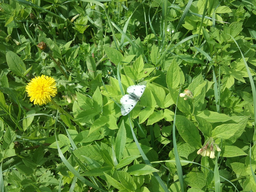 Parnassius mnemosyne - kis apollólepke
