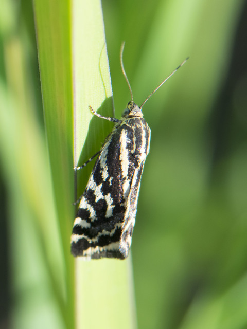 Emmelia trabealis - zebrabagoly
