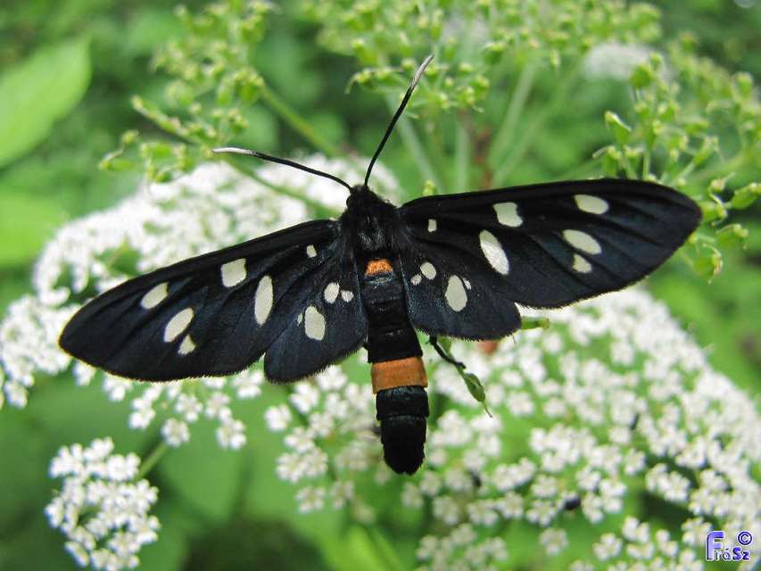 Amata phegea - fehérpettyes álcsüngőlepke