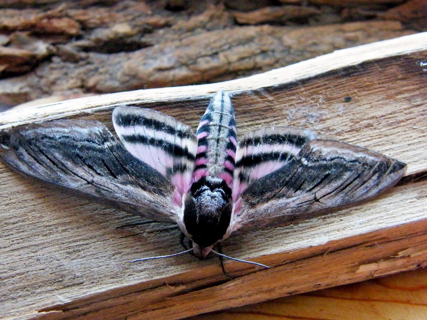 Sphinx ligustri - fagyalszender