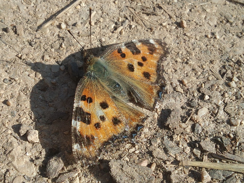Nymphalis polychloros - nagy rókalepke