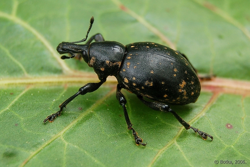 Liparus glabrirostris - közönséges acsalapuormányos