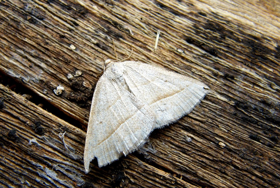 Petrophora chlorosata - páfrányaraszoló