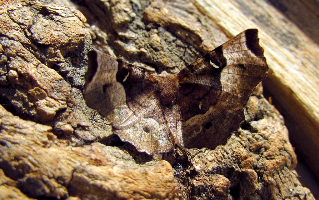 Selenia tetralunaria - négyfoltos holdasaraszoló